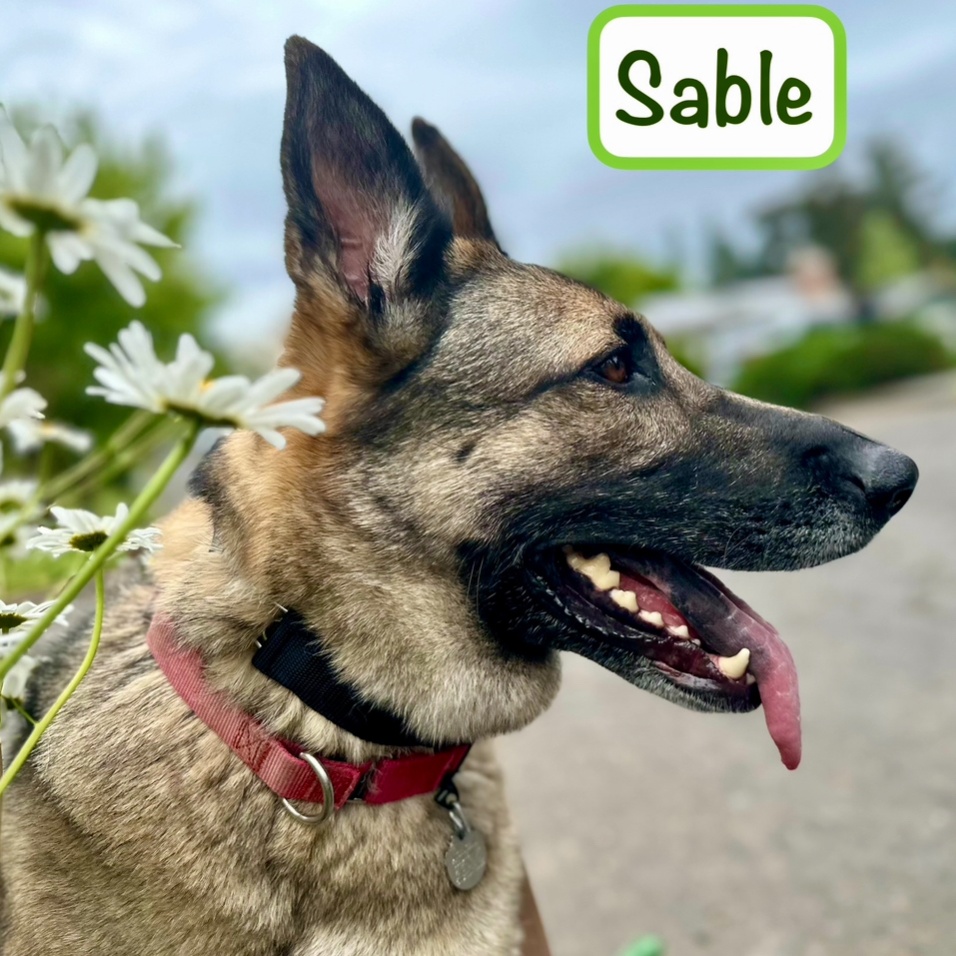 Enlarge Sable, an adopted mixed breed in Saint Helens, OR image 4/6