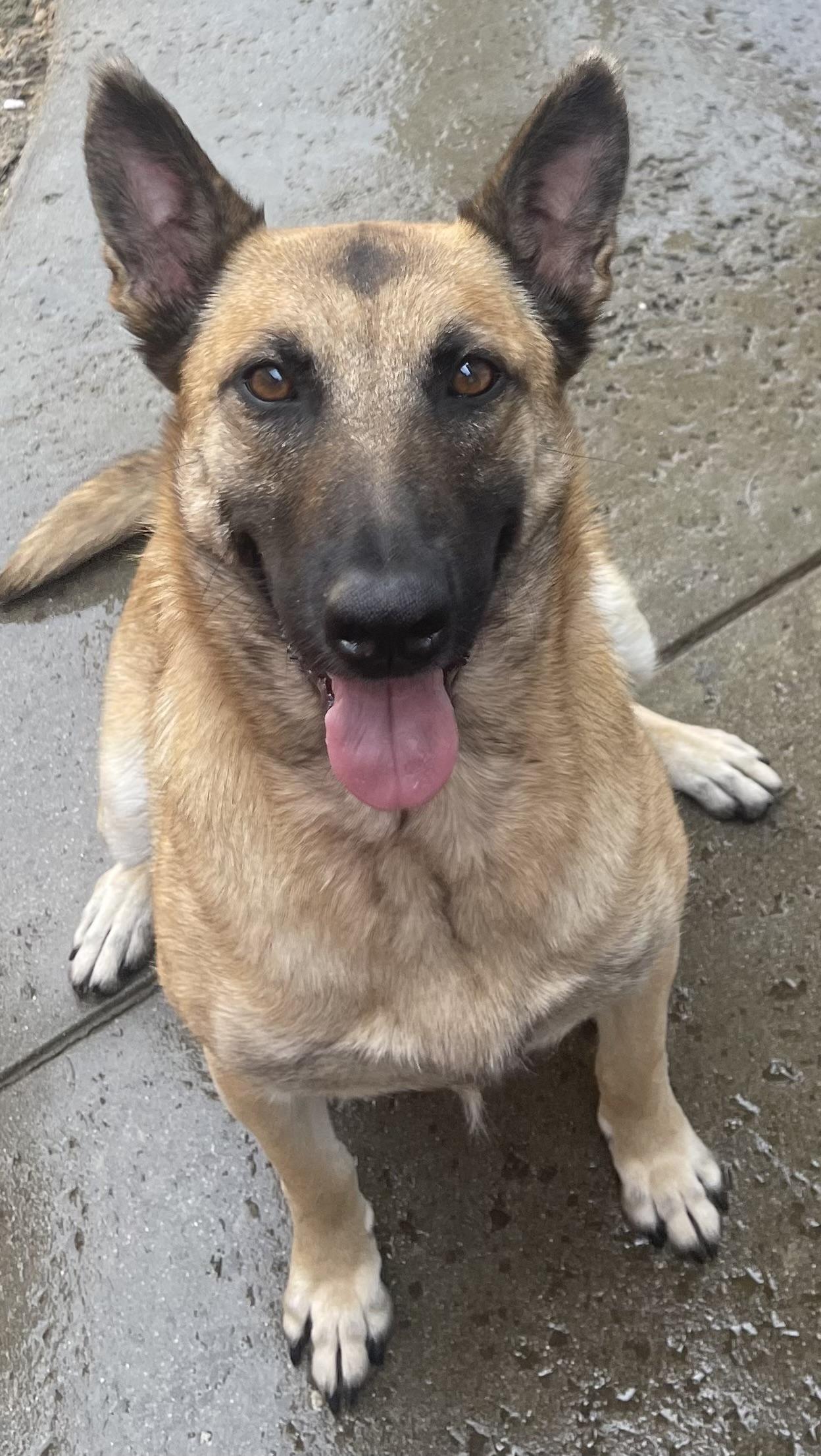 Sasha photo 1