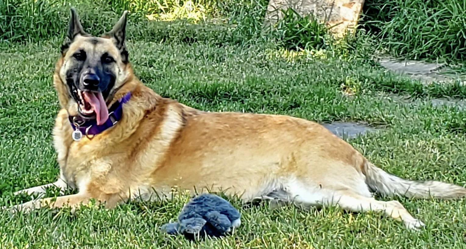 Enlarge Sasha, a Adoptable mixed breed in Hamilton, MT image 1/3