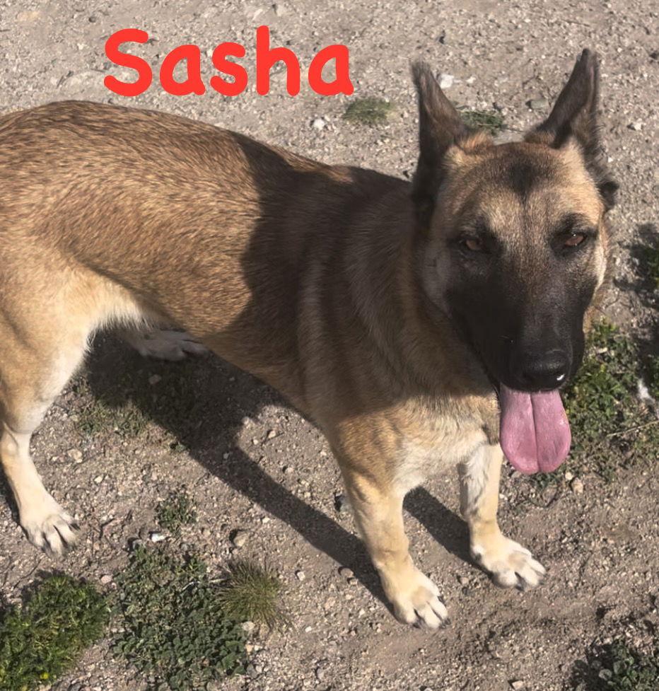 Enlarge Sasha, a Adoptable mixed breed in Hamilton, MT image 2/3