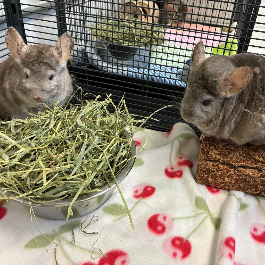 Enlarge Pichu, a Adoptable Chinchilla in Dayton, OH image 1/2