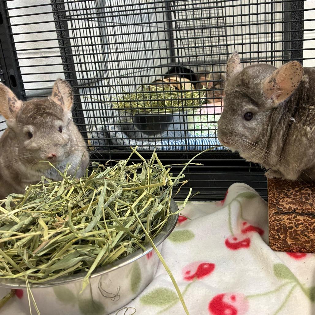 Enlarge Pichu, a Adoptable Chinchilla in Dayton, OH image 2/2