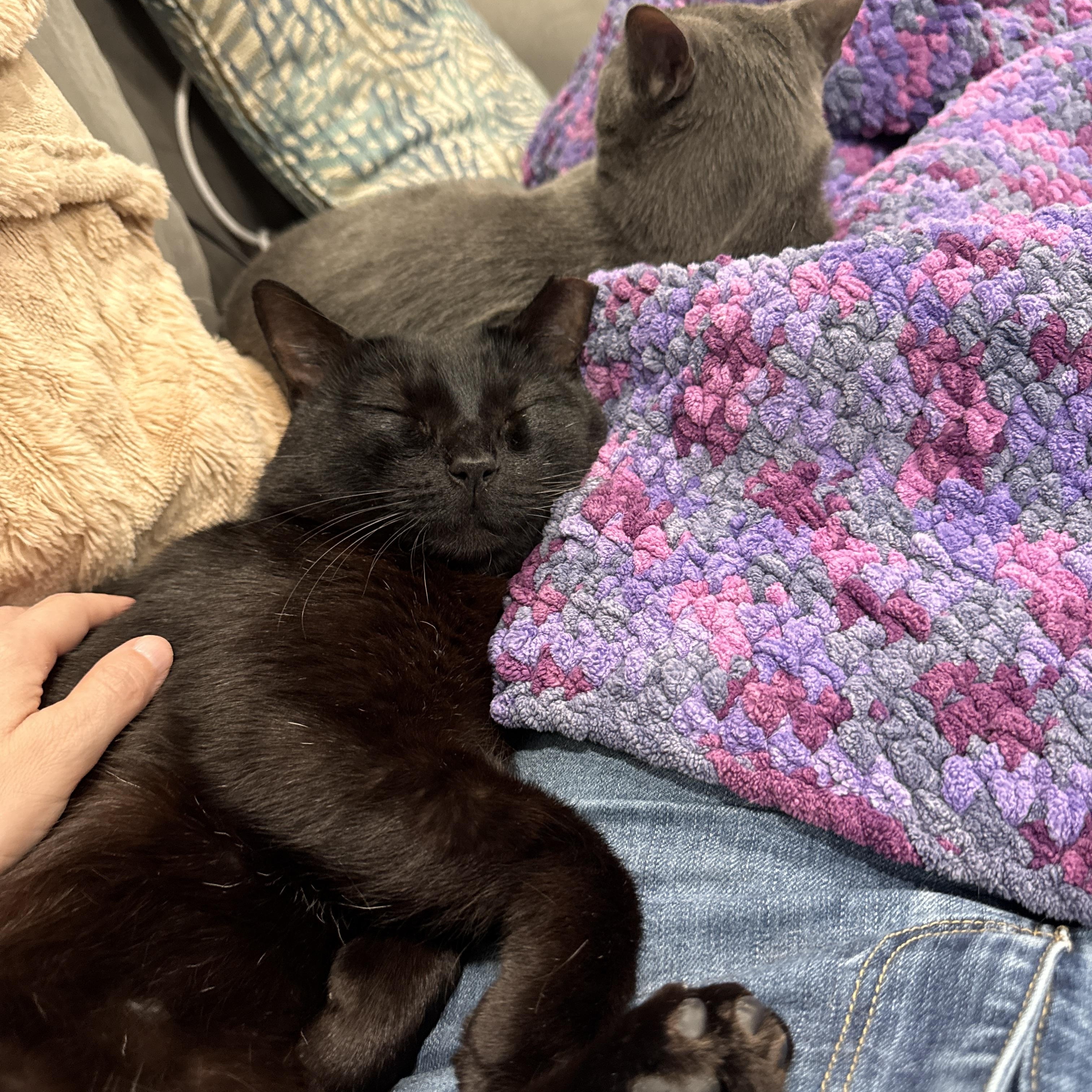 MN Bandit (laps, hearts, catnip tarts), an adopted mixed breed in Houston, TX image 6/6