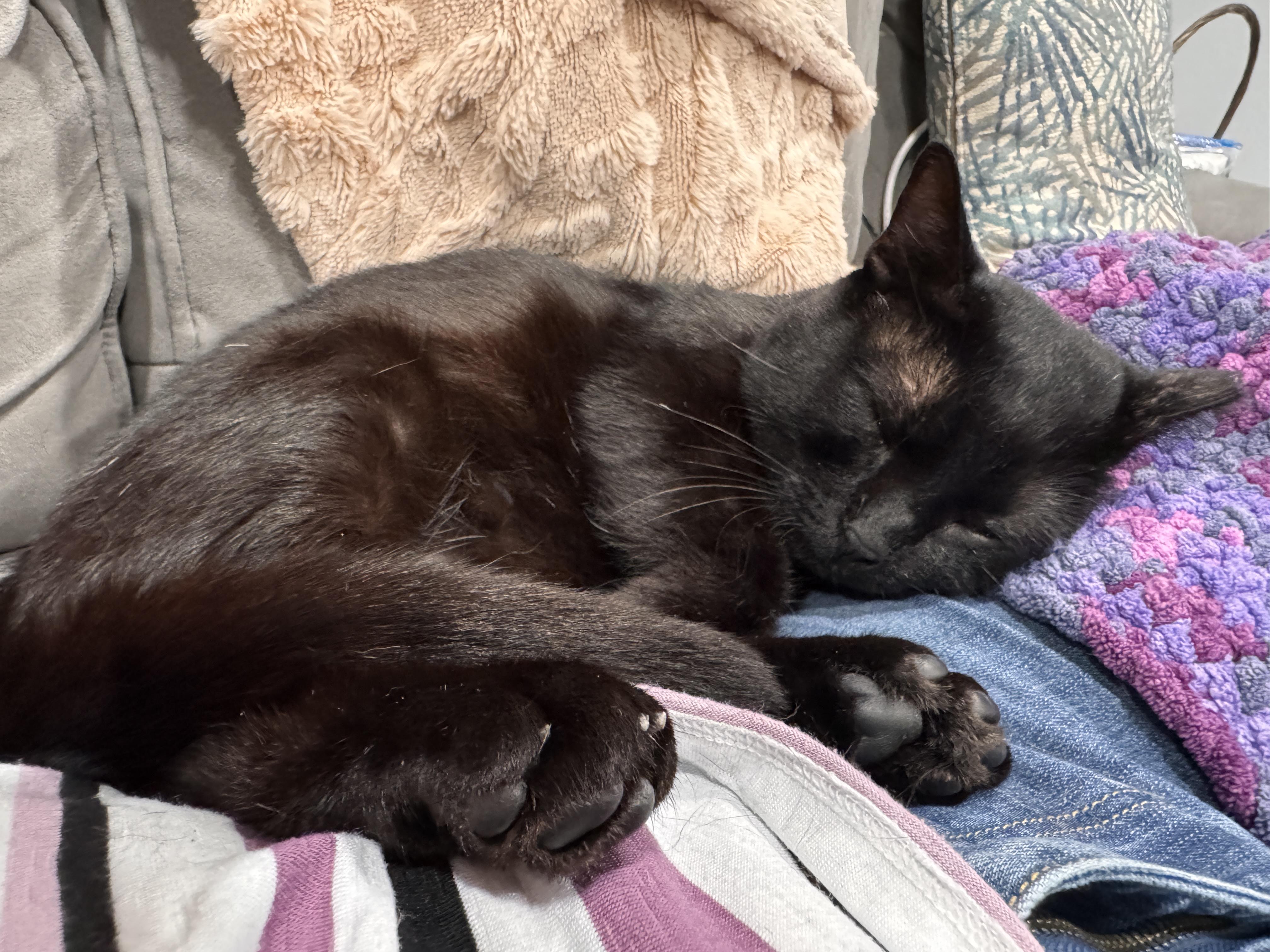 MN Bandit (laps, hearts, catnip tarts), an adopted mixed breed in Houston, TX image 4/6