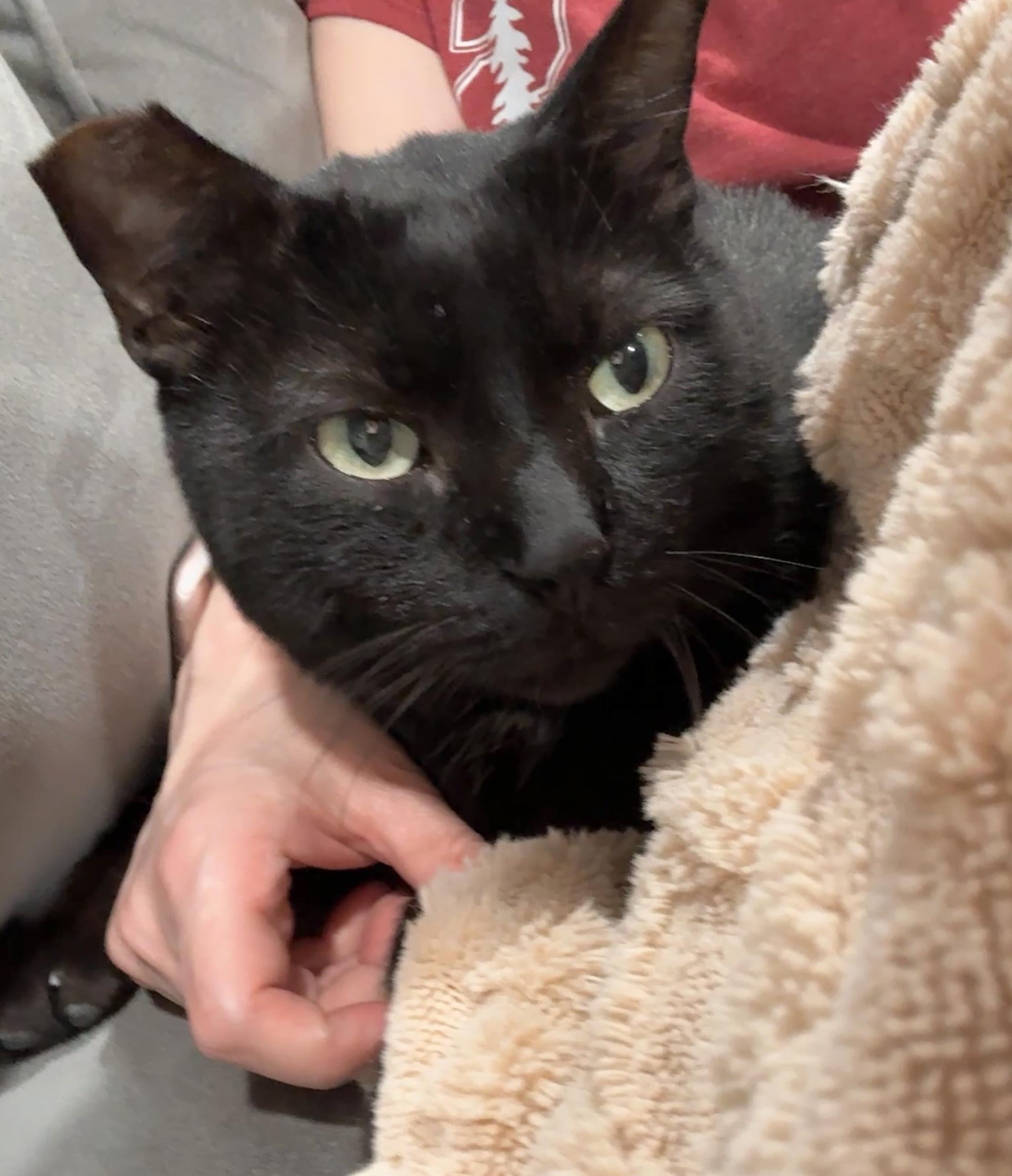 MN Bandit (laps, hearts, catnip tarts), an adopted mixed breed in Houston, TX image 5/6