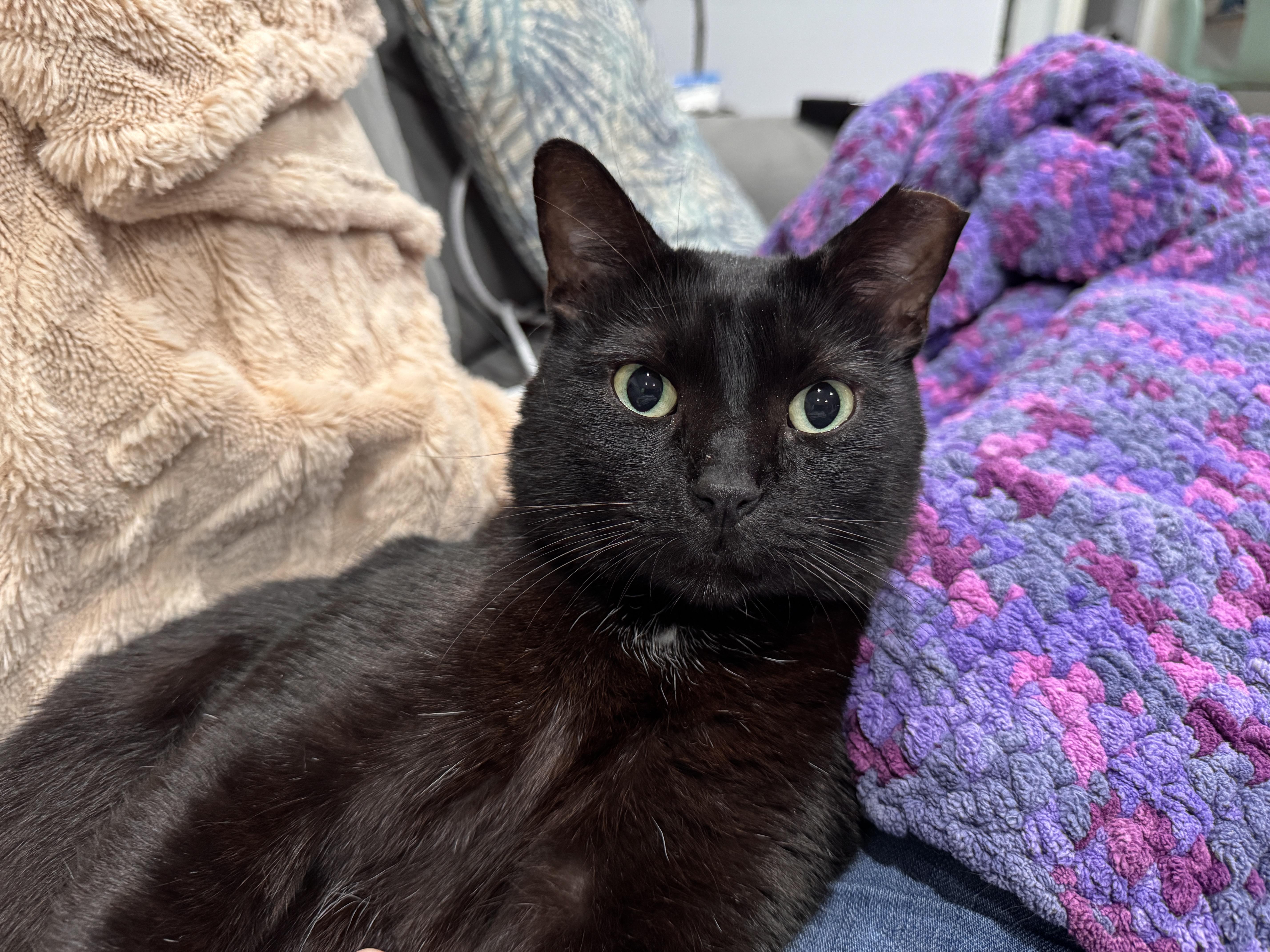 MN Bandit (laps, hearts, catnip tarts), an adopted mixed breed in Houston, TX image 2/6