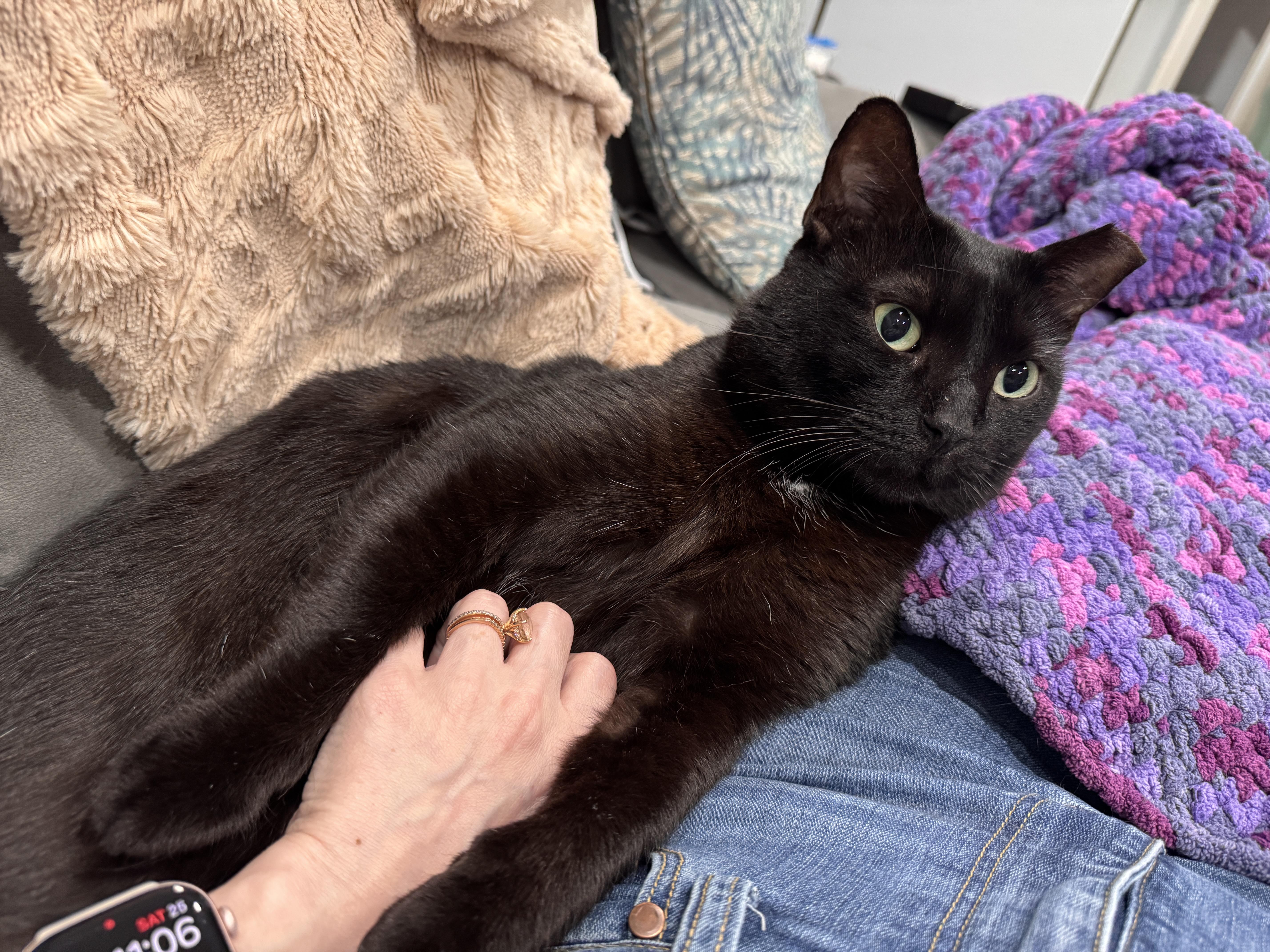 MN Bandit (laps, hearts, catnip tarts), Adoptable, Young Male Bombay & Domestic Short Hair.