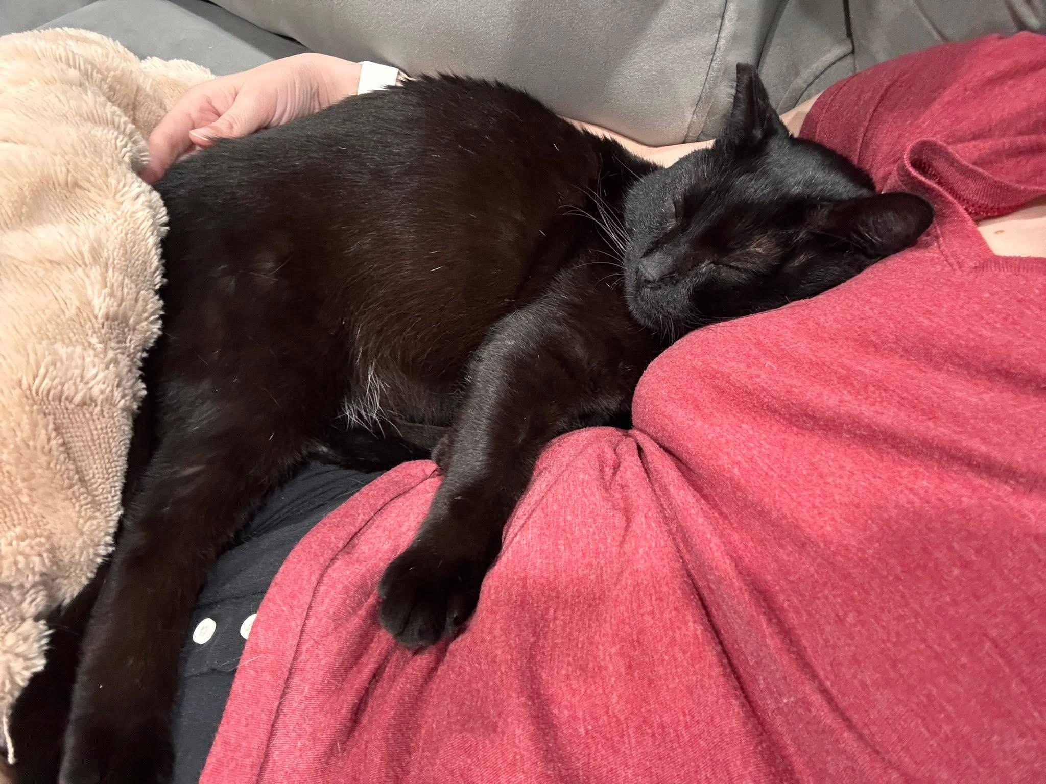 MN Bandit (laps, hearts, catnip tarts), an adopted mixed breed in Houston, TX image 3/6