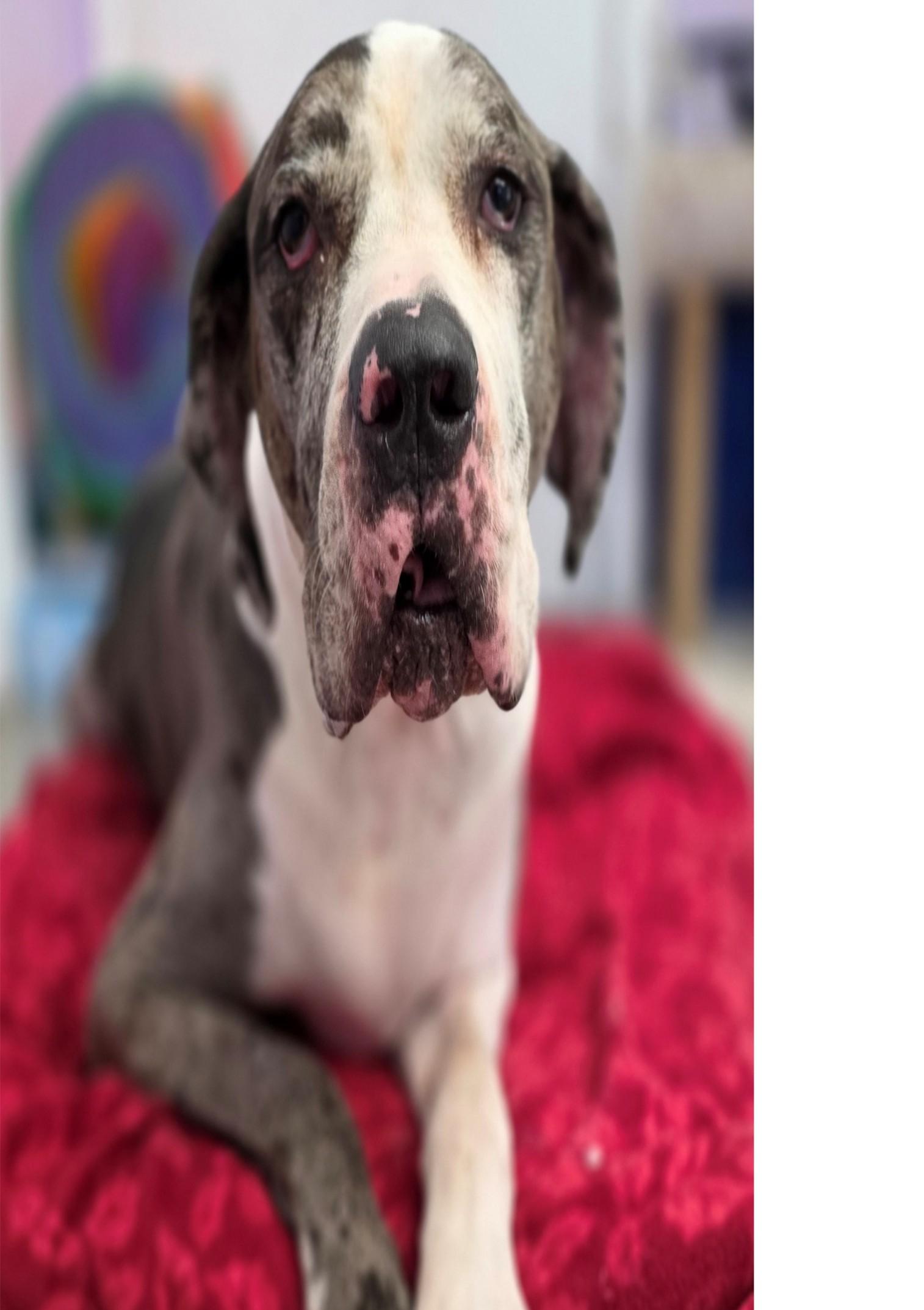 Enlarge DJANGO, a Adoptable mixed breed in Huntington, NY image 1/1