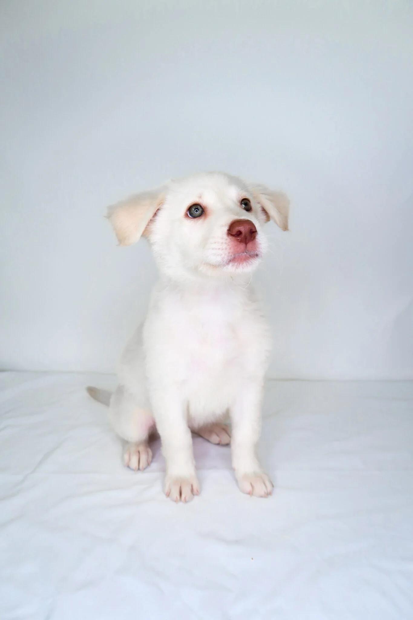 Spice, Adoptable, Puppy Female Great Pyrenees & Shepherd.