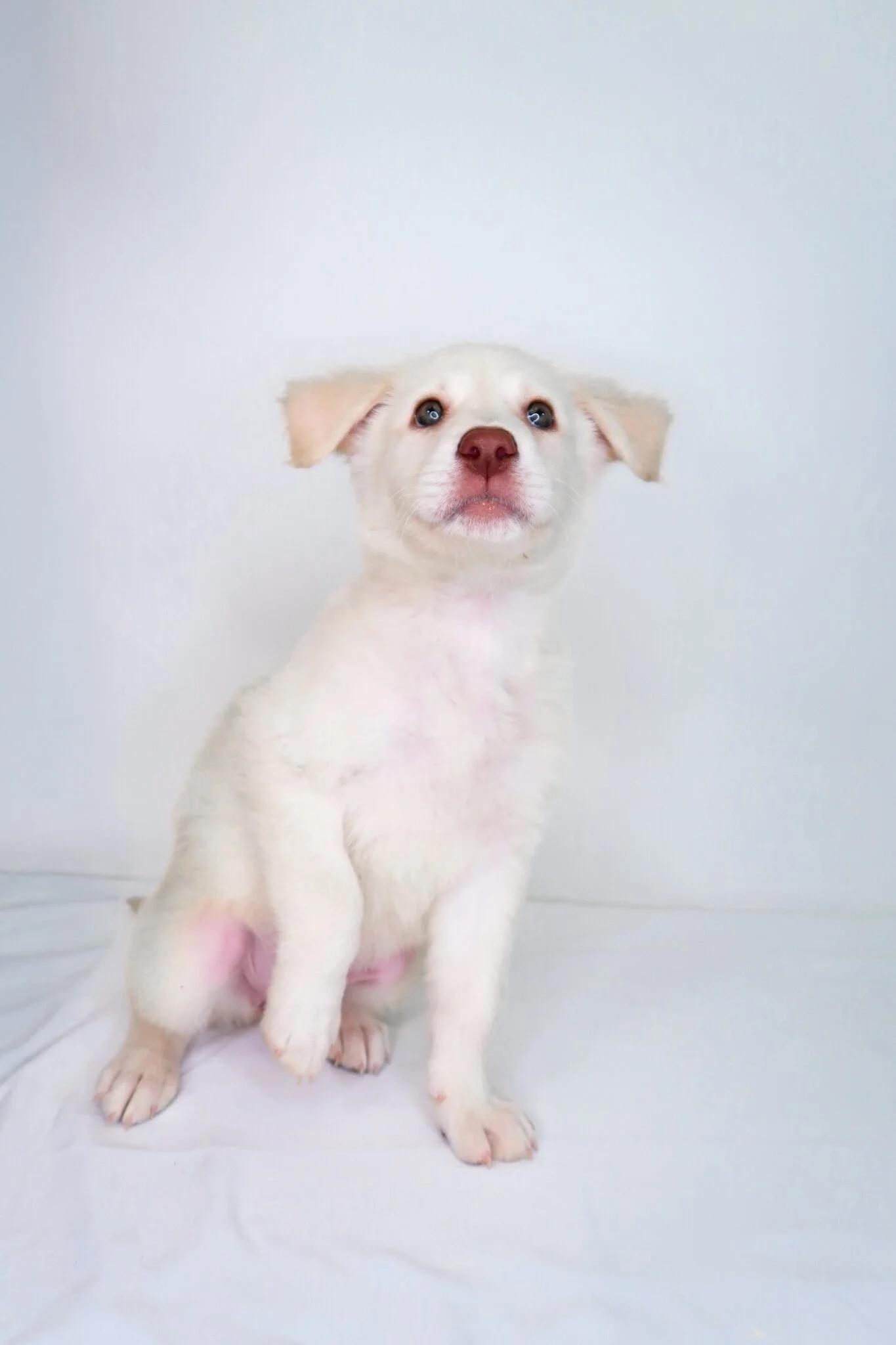 Spice, an adopted mixed breed in Bixby, OK image 2/5