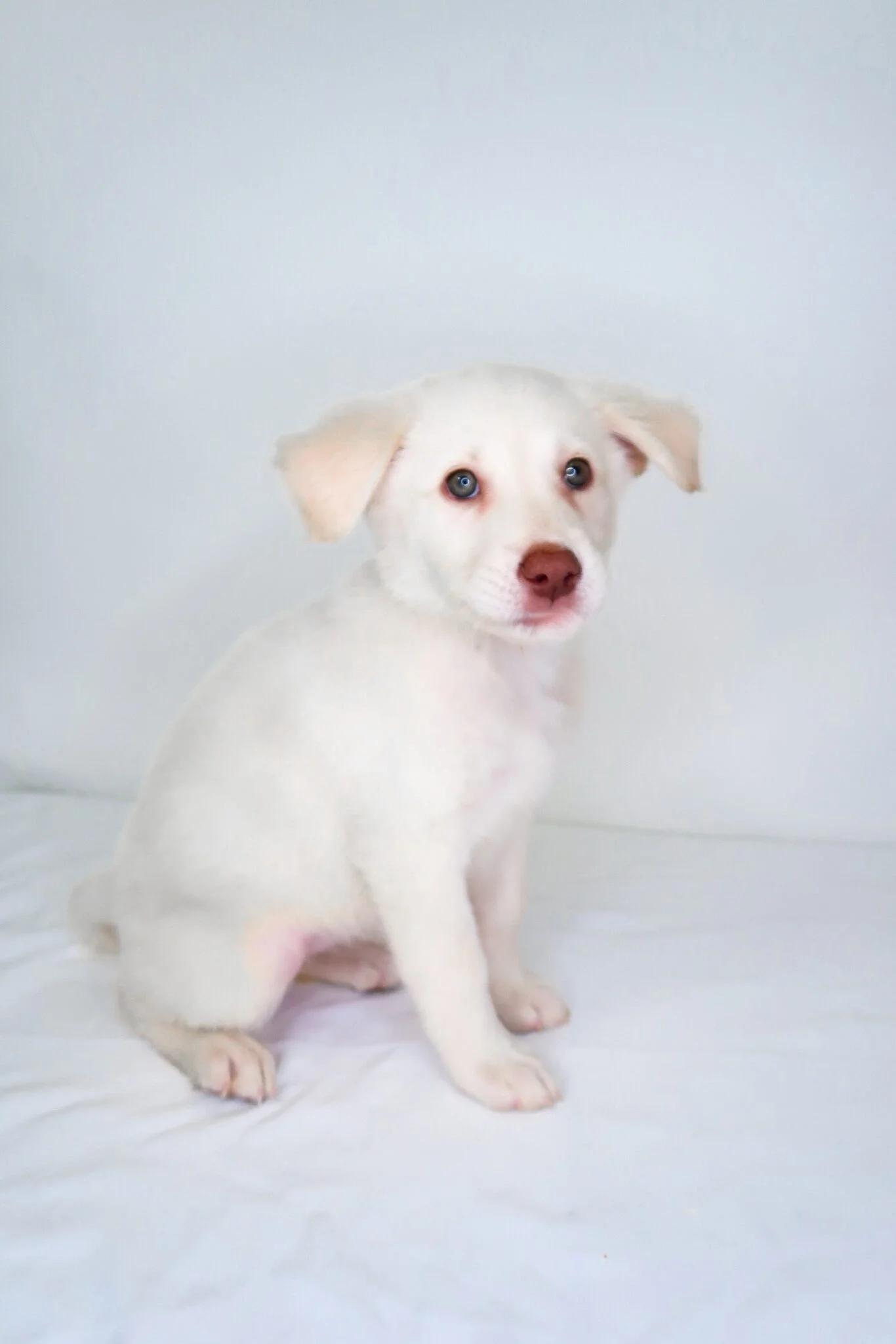 Spice, an adopted mixed breed in Bixby, OK image 3/5