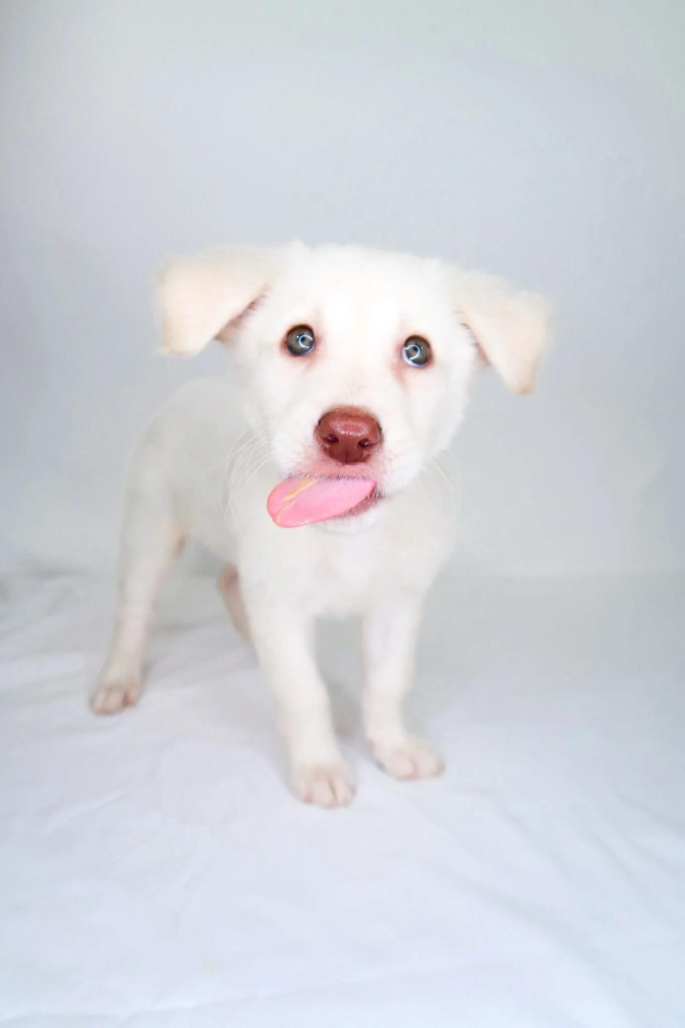 Spice, an adopted mixed breed in Bixby, OK image 4/5