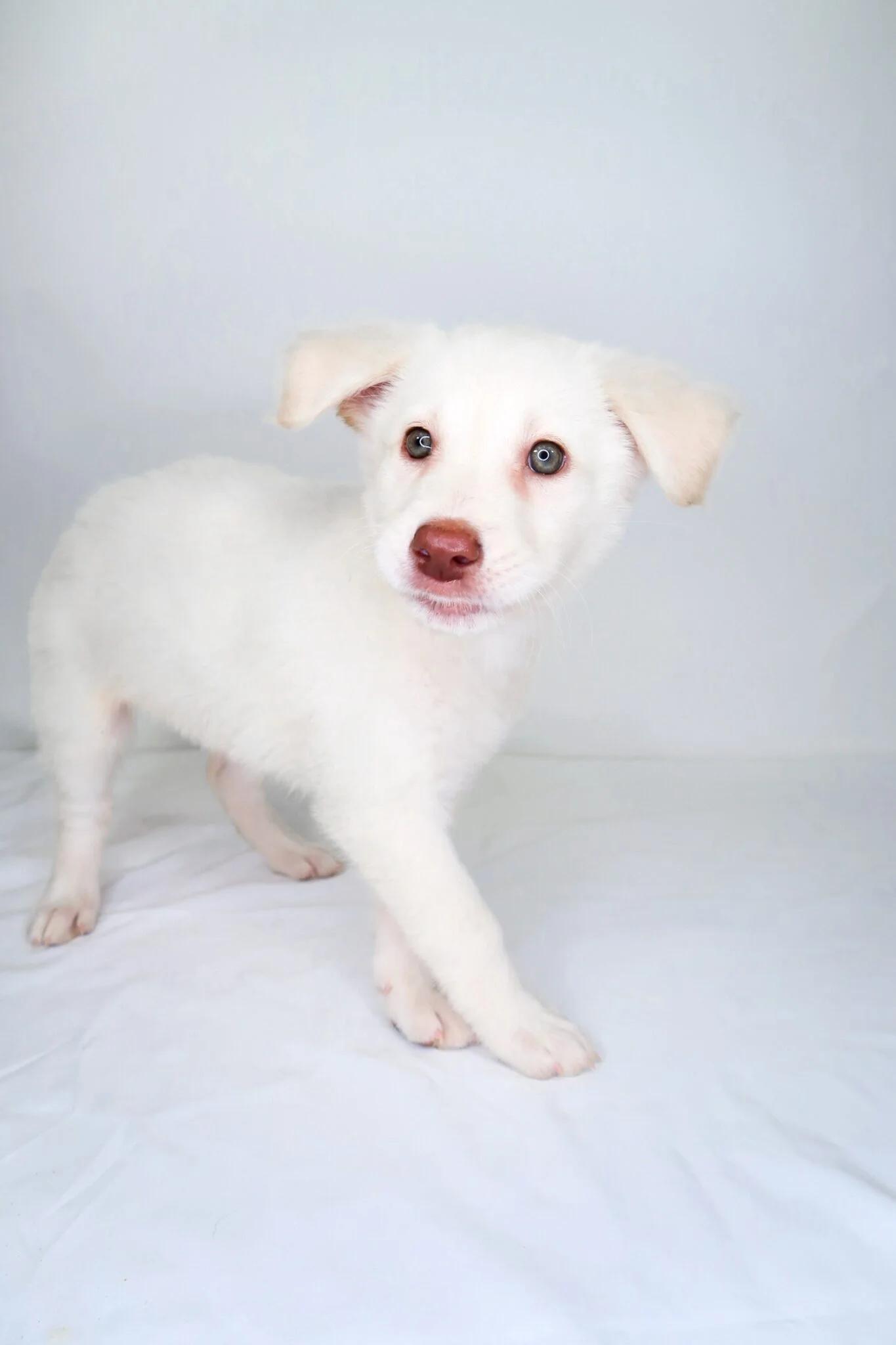 Spice, an adopted mixed breed in Bixby, OK image 5/5