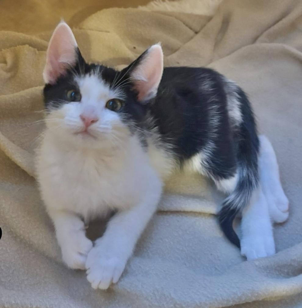 Mo, ADOPTABLE, Kitten Male Domestic Short Hair.