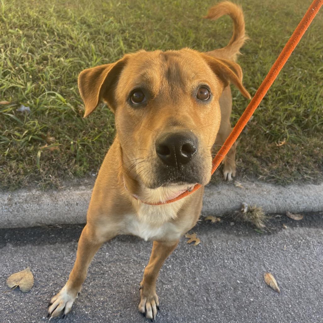 Rosie, Adoptable, Adult Female Labrador Retriever.