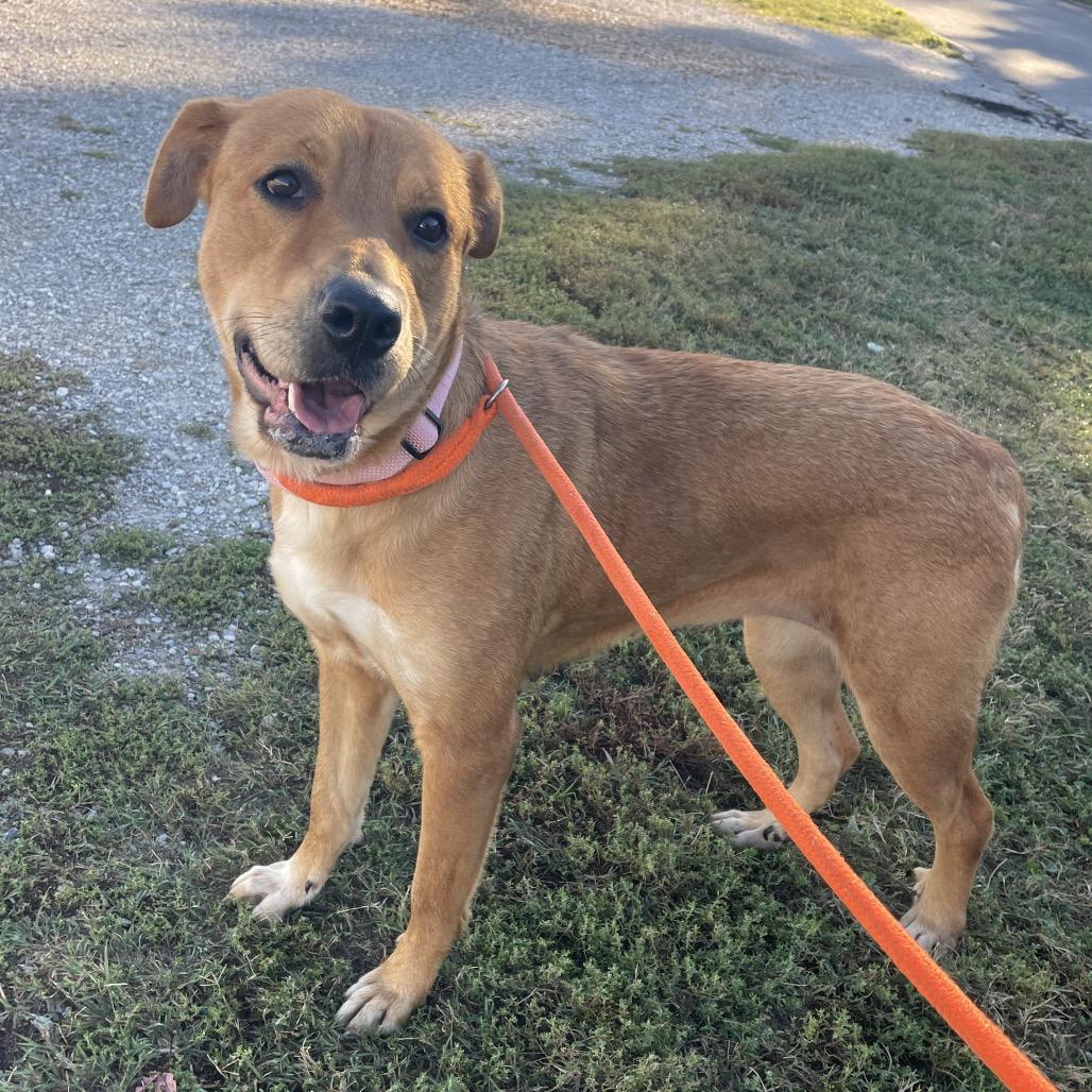 Rosie, Adoptable, Adult Female Labrador Retriever.