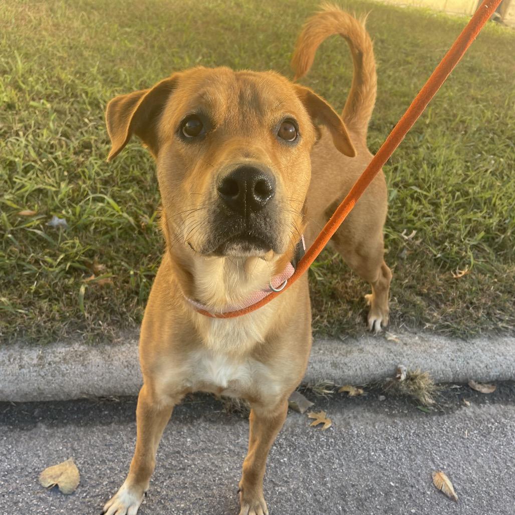 Enlarge Rosie, a Adoptable Labrador Retriever in Springfield, MO image 3/6