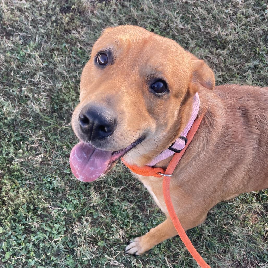 Enlarge Rosie, a Adoptable Labrador Retriever in Springfield, MO image 5/6
