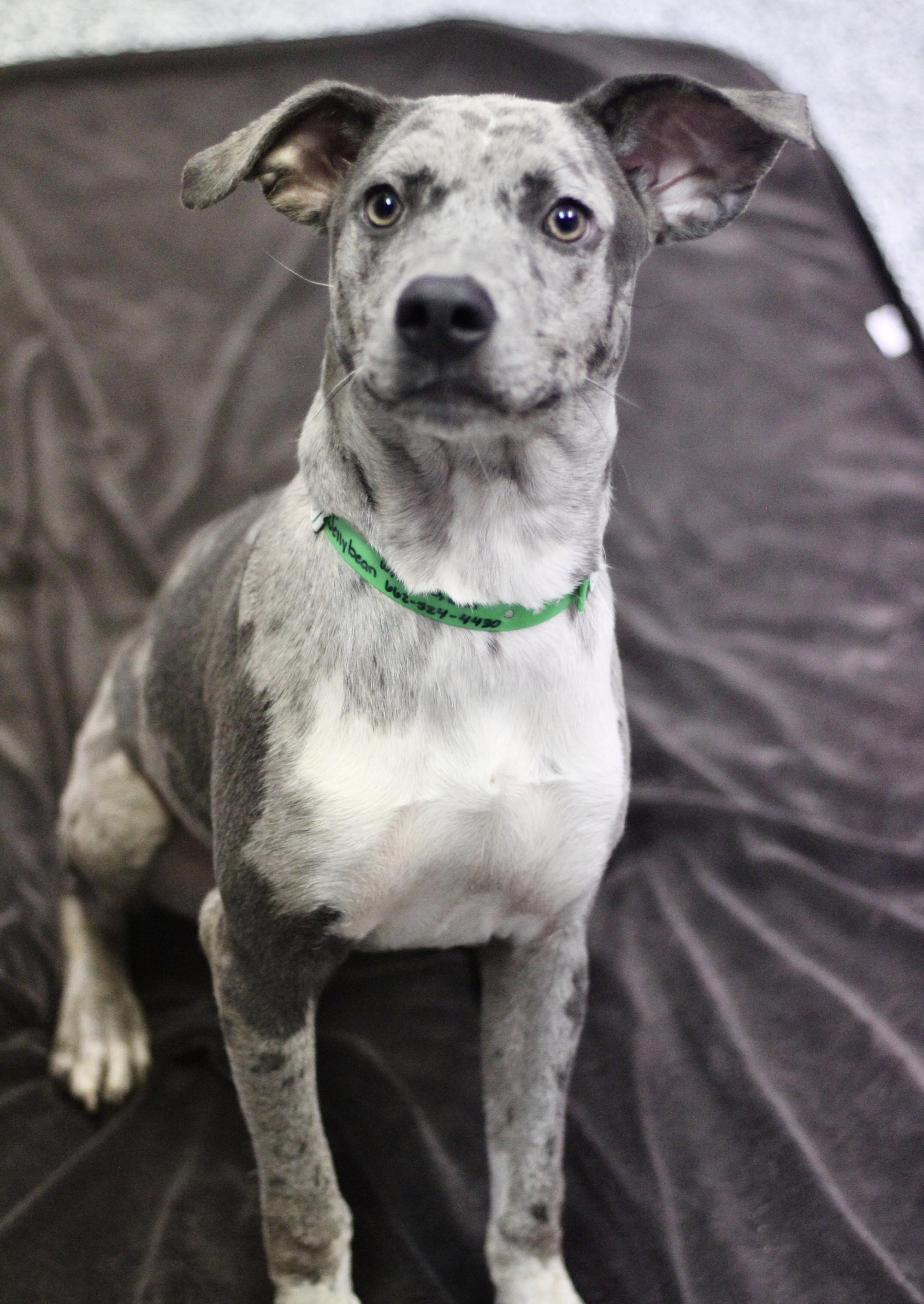 Jellybean in NH! Come Meet our Adoptable Dogs Wednesday-Saturday. More info in Bio!