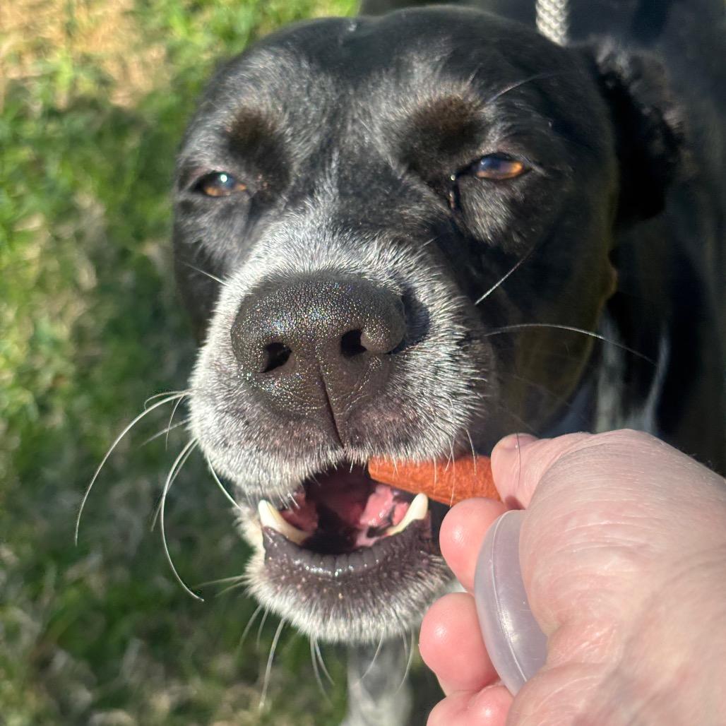 Boba — thumbnail 2