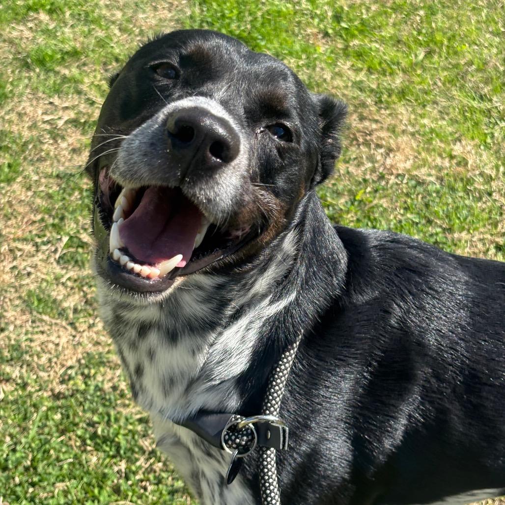 Boba — thumbnail 3