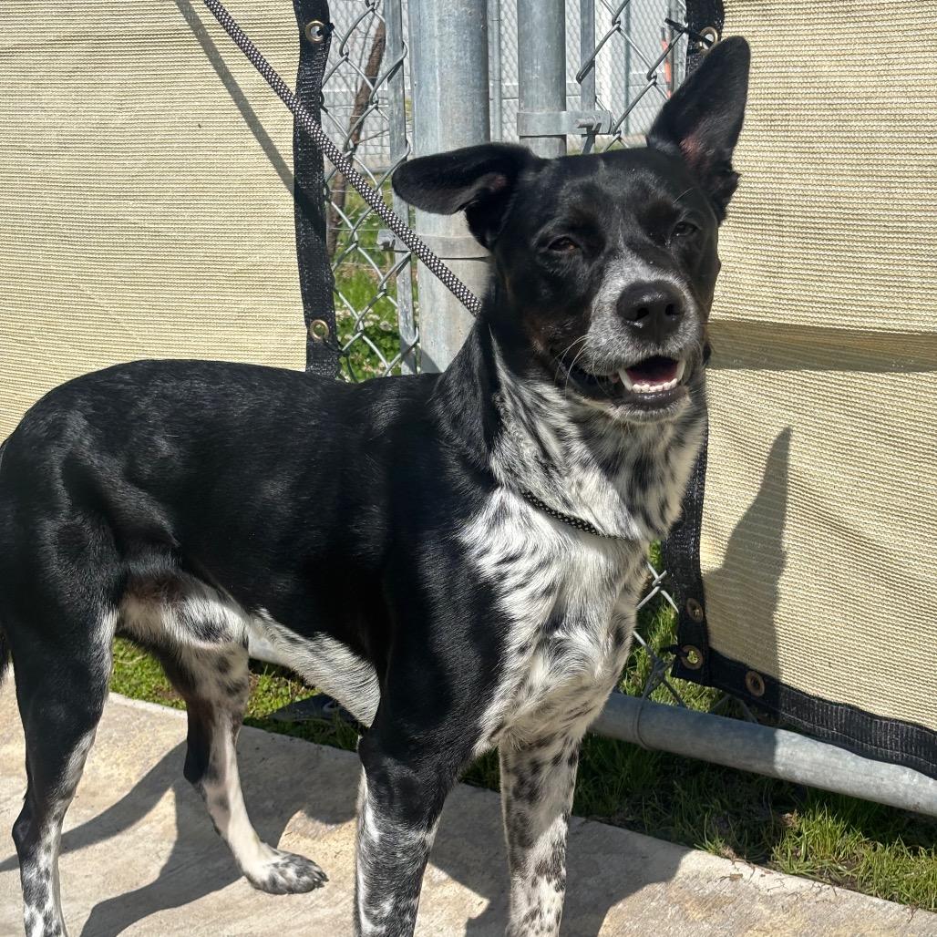 Boba — thumbnail 4