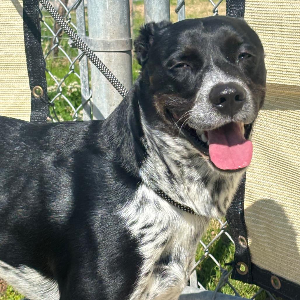 Boba — thumbnail 5