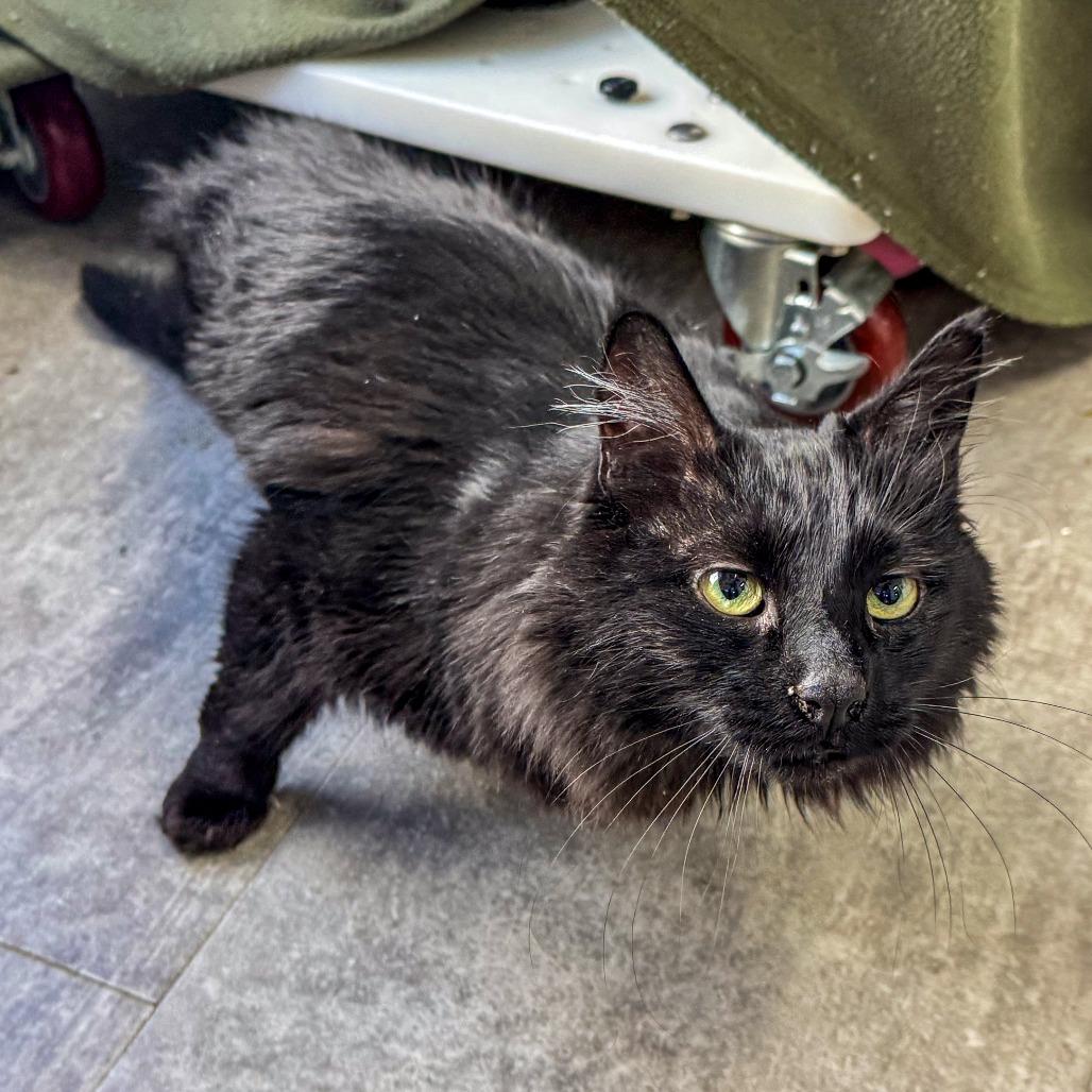 Demi, Adoptable, Adult Female Domestic Medium Hair.