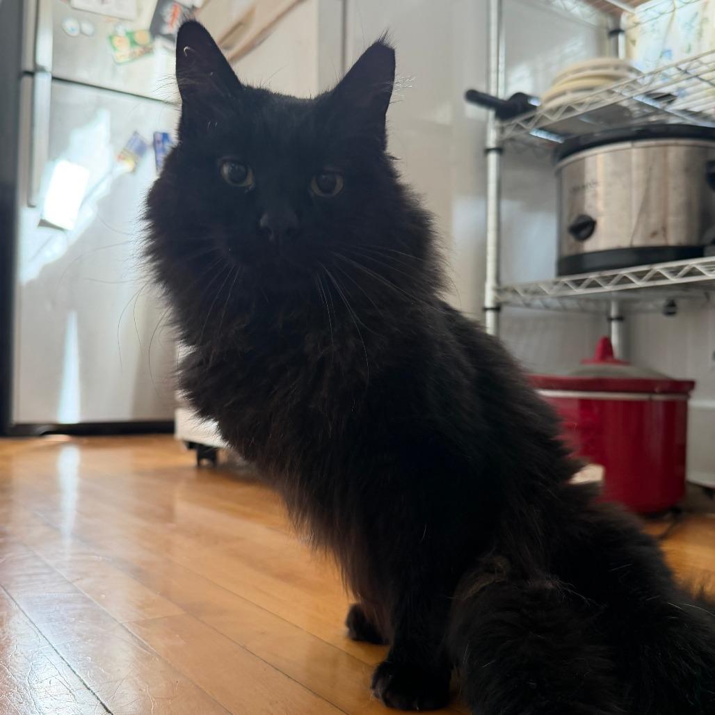 Enlarge Demi, a Adoptable Domestic Medium Hair in Kennebunk, ME image 2/4