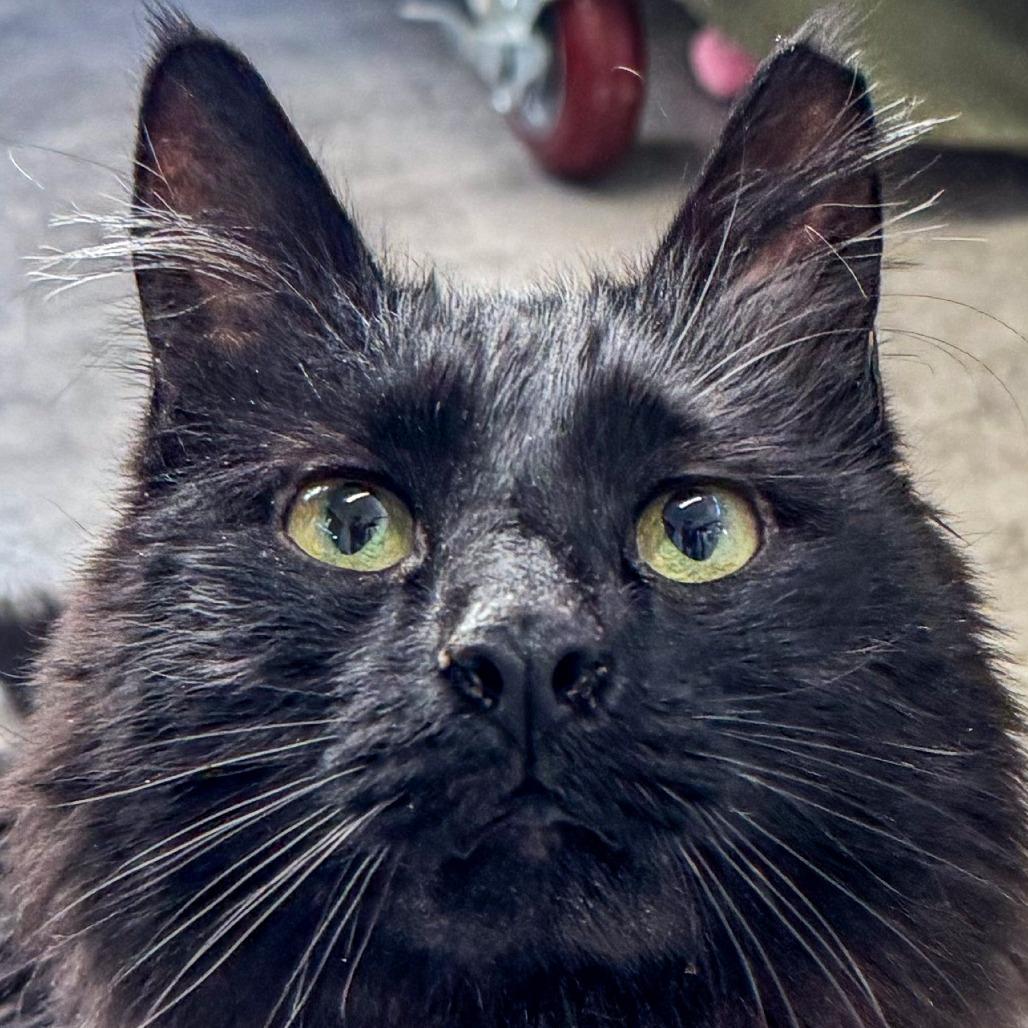 Enlarge Demi, a Adoptable Domestic Medium Hair in Kennebunk, ME image 3/4