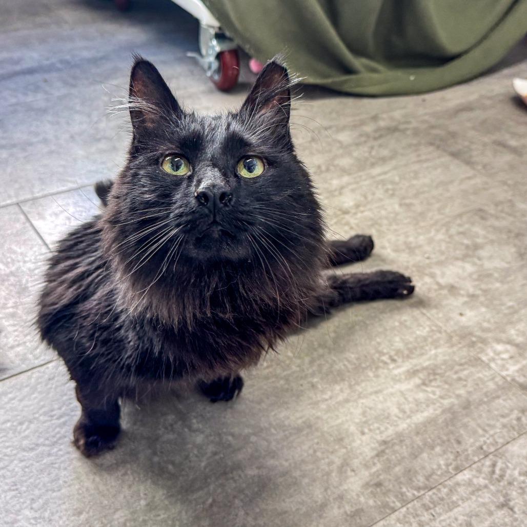 Enlarge Demi, a Adoptable Domestic Medium Hair in Kennebunk, ME image 4/4