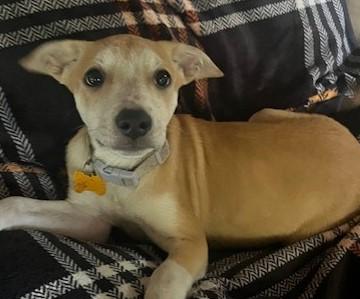 EMILY, a Adoptable mixed breed in fort worth, TX image 1/6