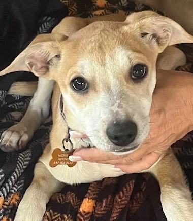 EMILY, a Adoptable mixed breed in fort worth, TX image 2/6