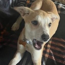 EMILY, a Adoptable mixed breed in fort worth, TX image 3/6