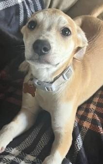 EMILY, a Adoptable mixed breed in fort worth, TX image 4/6