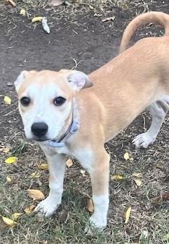 EMILY, a Adoptable mixed breed in fort worth, TX image 5/6