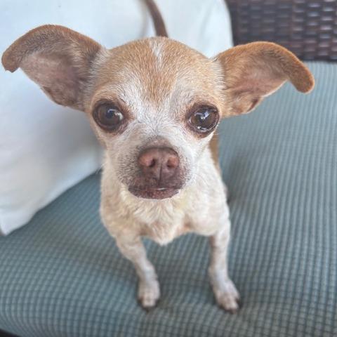 Pip, Adoptable, Adult Male Chihuahua.