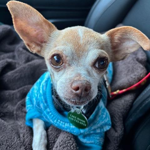 Pip, Adoptable, Adult Male Chihuahua.
