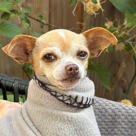 Pip, Adoptable, Adult Male Chihuahua.
