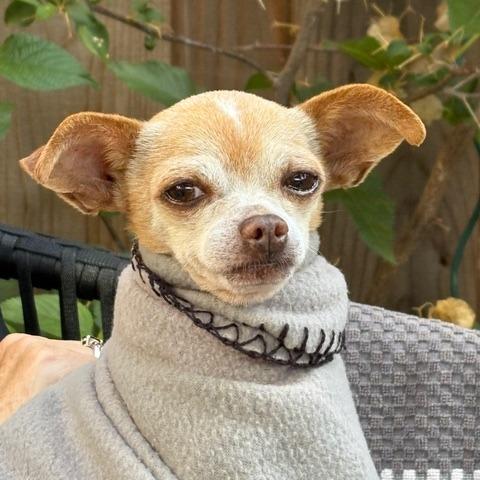 Pip, a Adoptable Chihuahua in Pacifica, CA image 2/6
