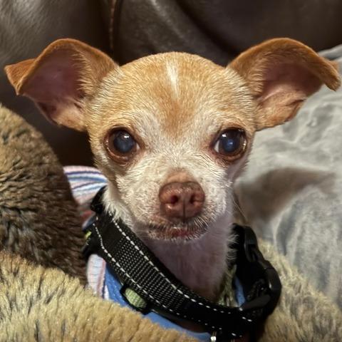 Enlarge Pip, a Adoptable Chihuahua in Pacifica, CA image 2/6