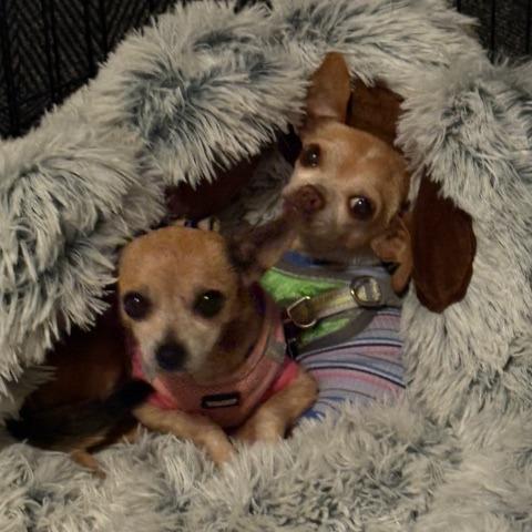 Enlarge Pip, a Adoptable Chihuahua in Pacifica, CA image 3/6