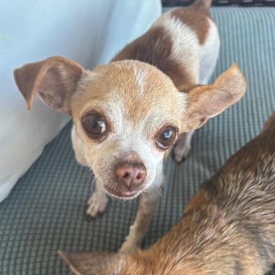 Pip, a Adoptable Chihuahua in Pacifica, CA image 4/6