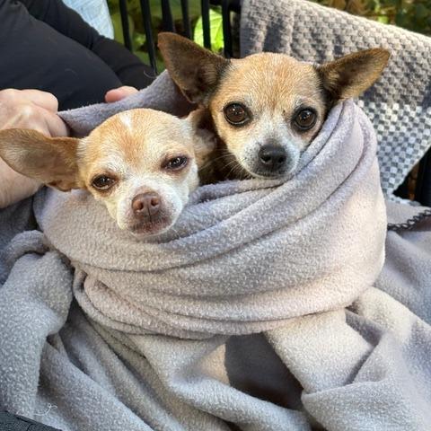 Enlarge Pip, a Adoptable Chihuahua in Pacifica, CA image 6/6
