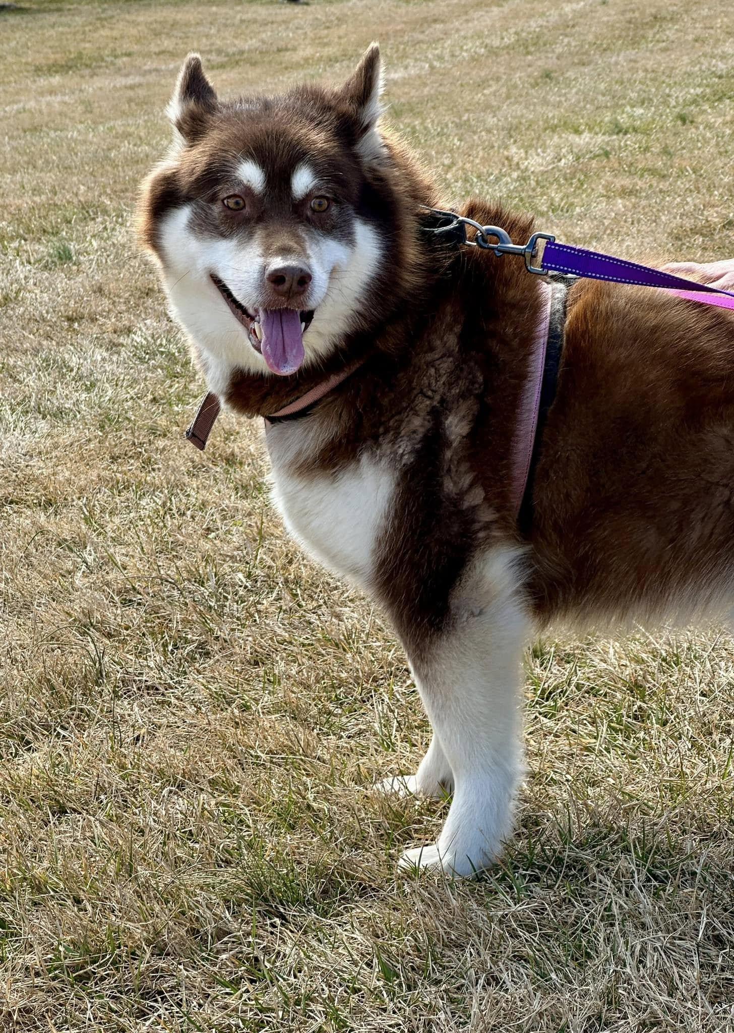 Natasha/Natty, a Adoptable Alaskan Malamute in Gettysburg, PA image 5/6