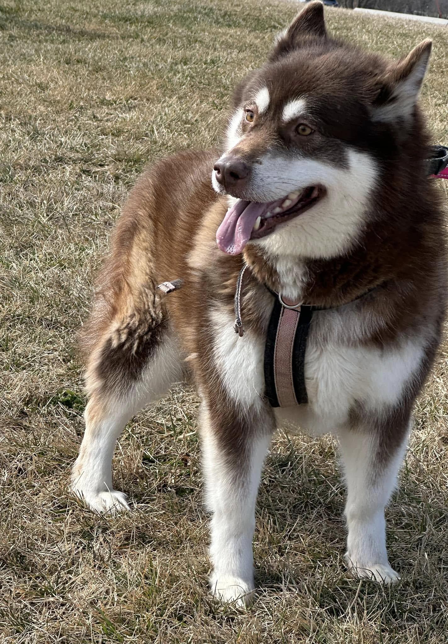 Natasha/Natty, a Adoptable Alaskan Malamute in Gettysburg, PA image 4/6