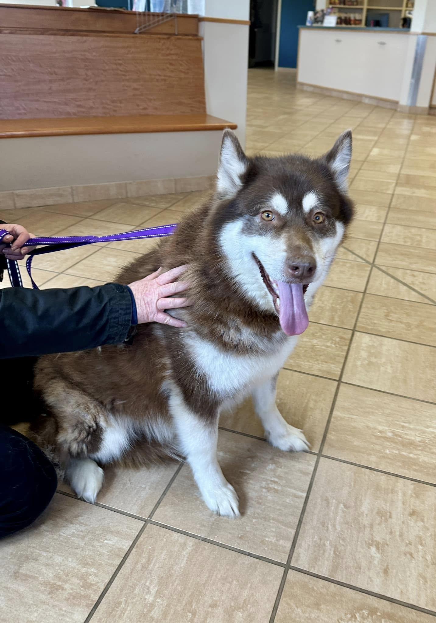 Natasha/Natty, a Adoptable Alaskan Malamute in Gettysburg, PA image 1/6