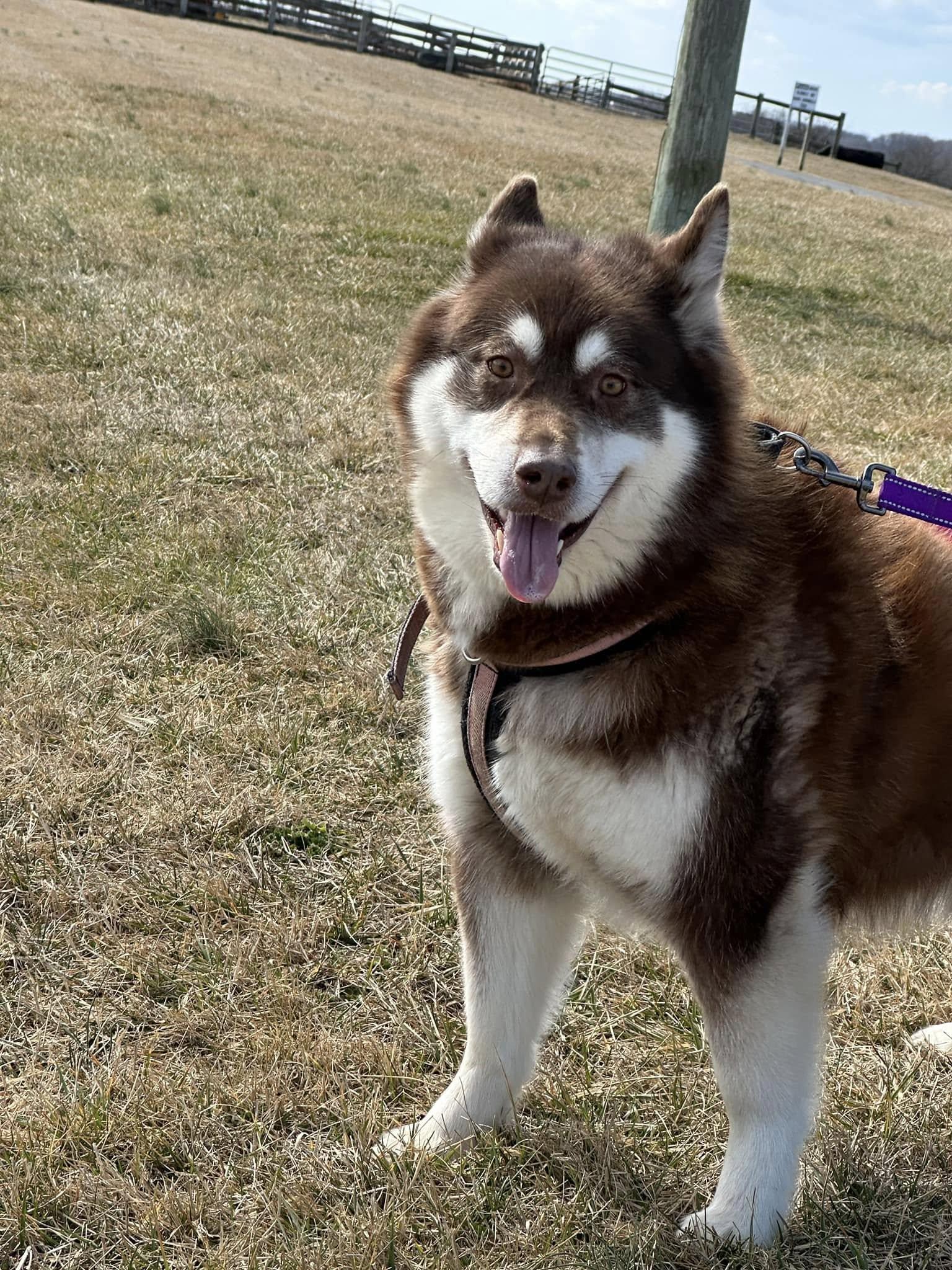 Natasha/Natty, a Adoptable Alaskan Malamute in Gettysburg, PA image 2/6