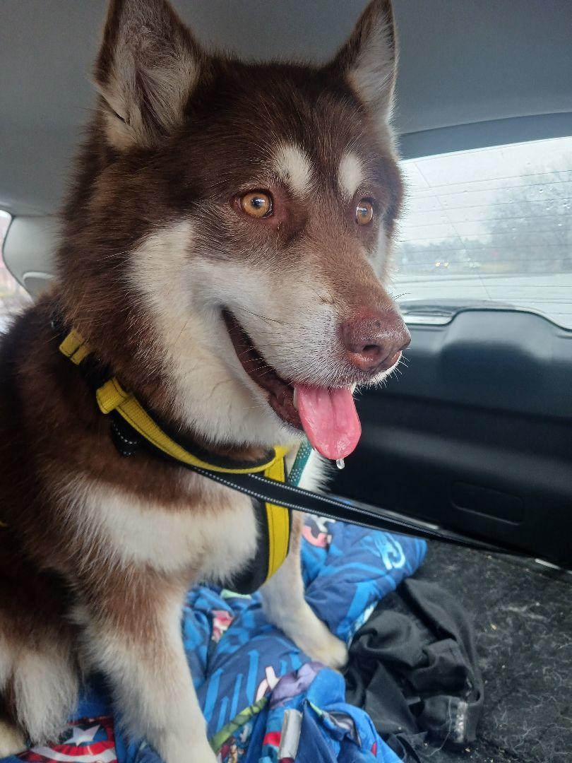 Natasha/Natty, a Adoptable Alaskan Malamute in Gettysburg, PA image 6/6